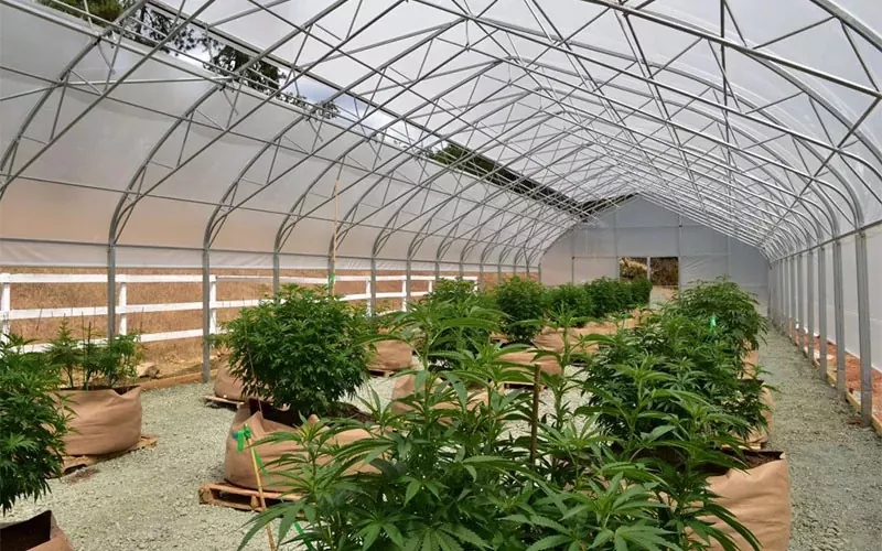 Medical Cannabis Film Greenhouse: zmieniający grę w branży